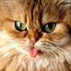 Аватар для CatGeneral